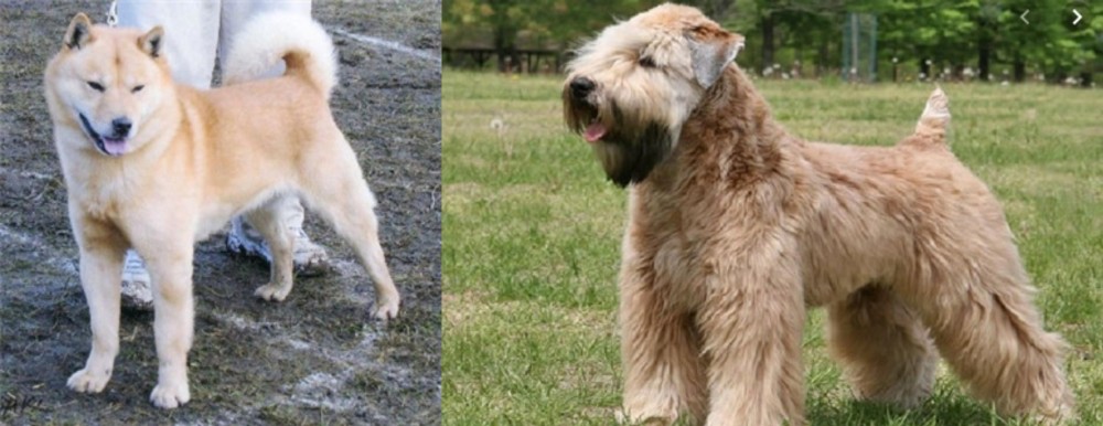 Wheaten Terrier vs Hokkaido - Breed Comparison