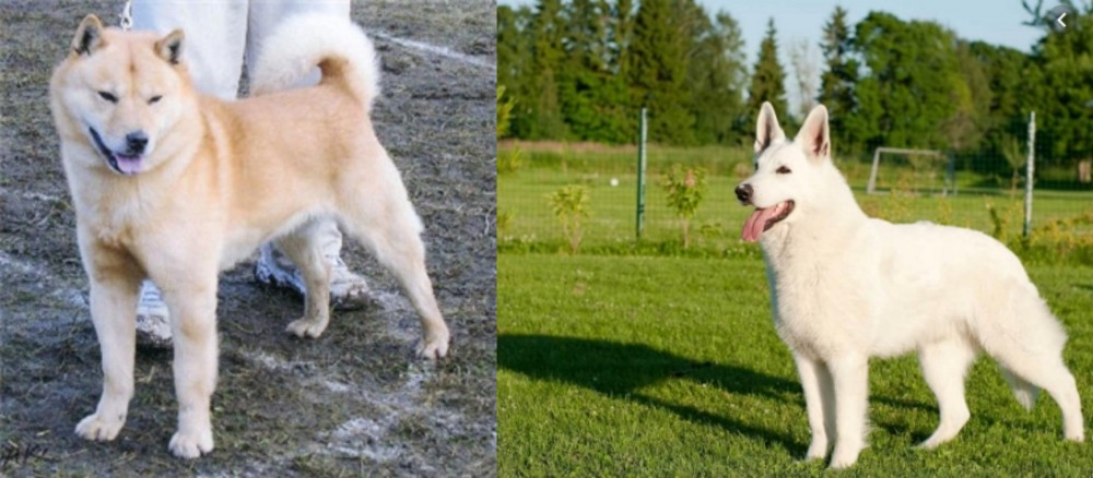 White Shepherd vs Hokkaido - Breed Comparison