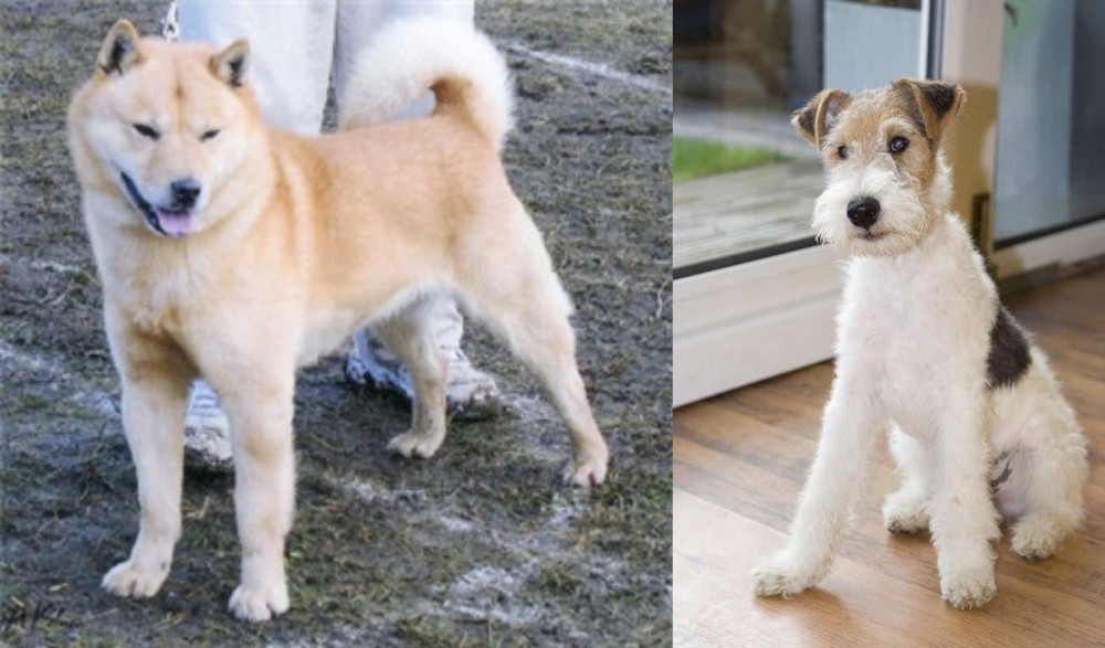 Wire Fox Terrier vs Hokkaido - Breed Comparison
