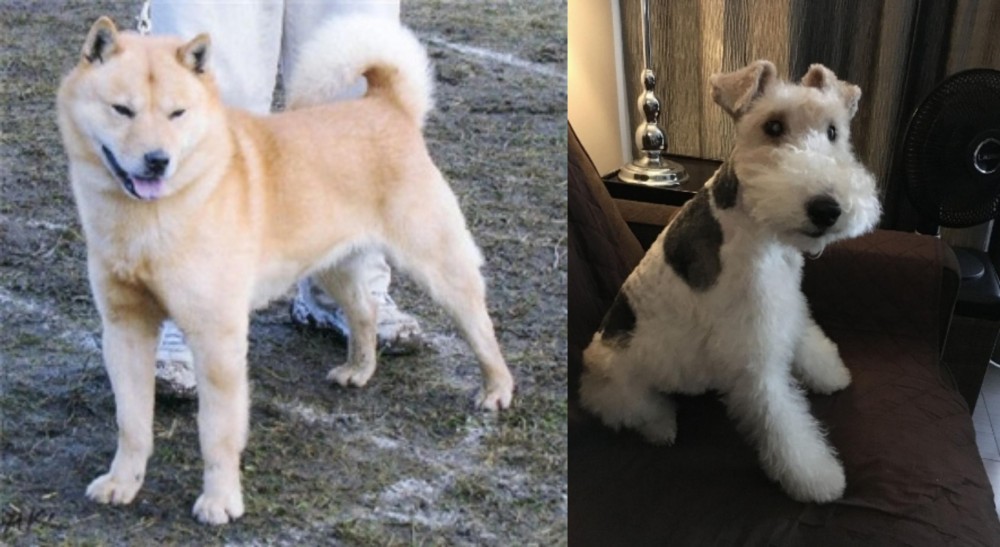 Wire Haired Fox Terrier vs Hokkaido - Breed Comparison