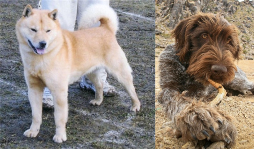 Wirehaired Pointing Griffon vs Hokkaido - Breed Comparison