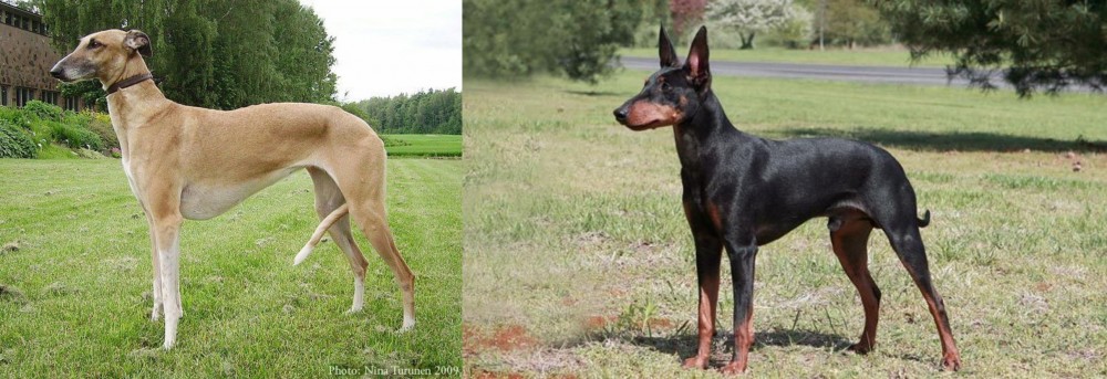 Manchester Terrier vs Hortaya Borzaya - Breed Comparison