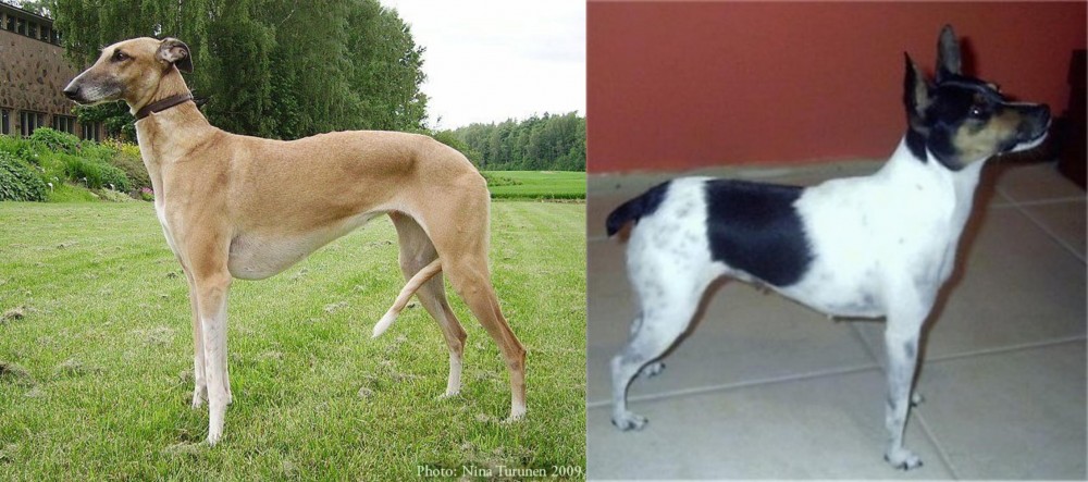 Miniature Fox Terrier vs Hortaya Borzaya - Breed Comparison