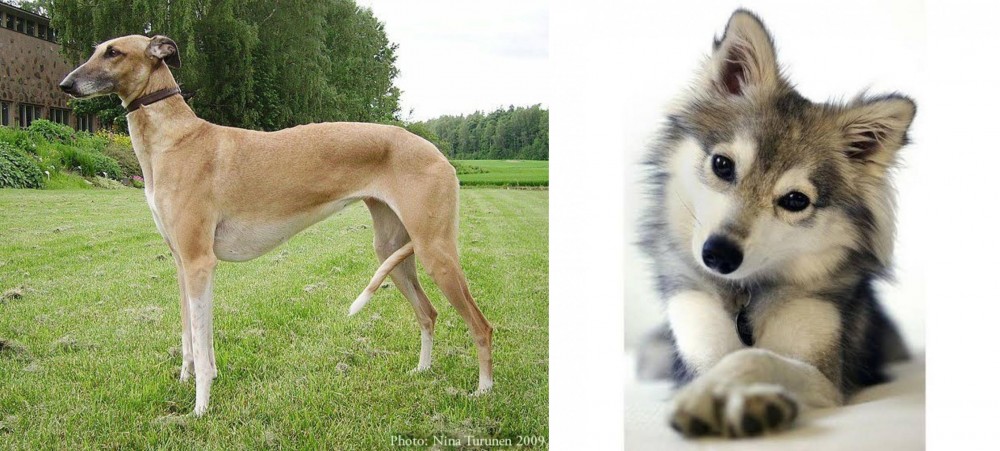 Miniature Siberian Husky vs Hortaya Borzaya - Breed Comparison
