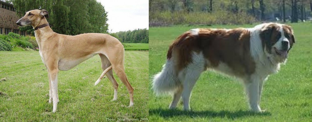 Moscow Watchdog vs Hortaya Borzaya - Breed Comparison
