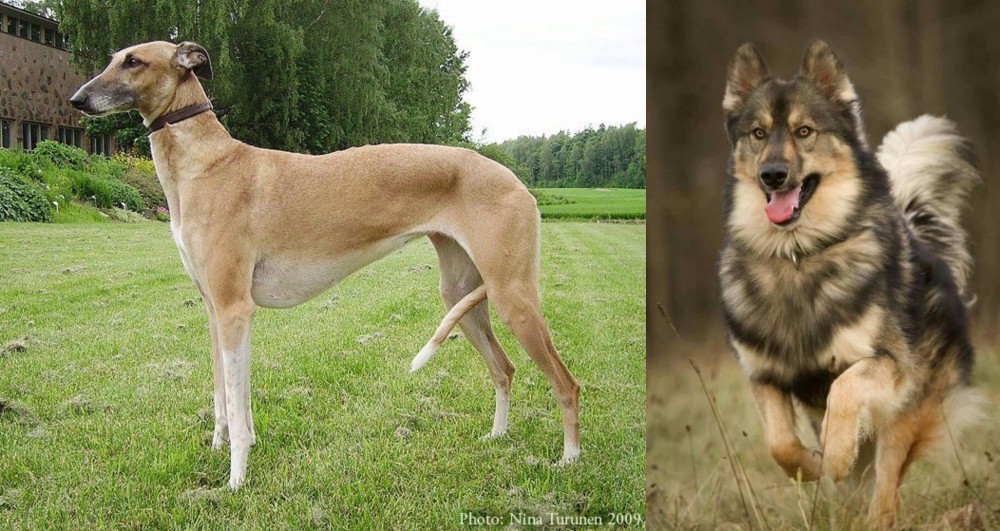Native American Indian Dog vs Hortaya Borzaya - Breed Comparison