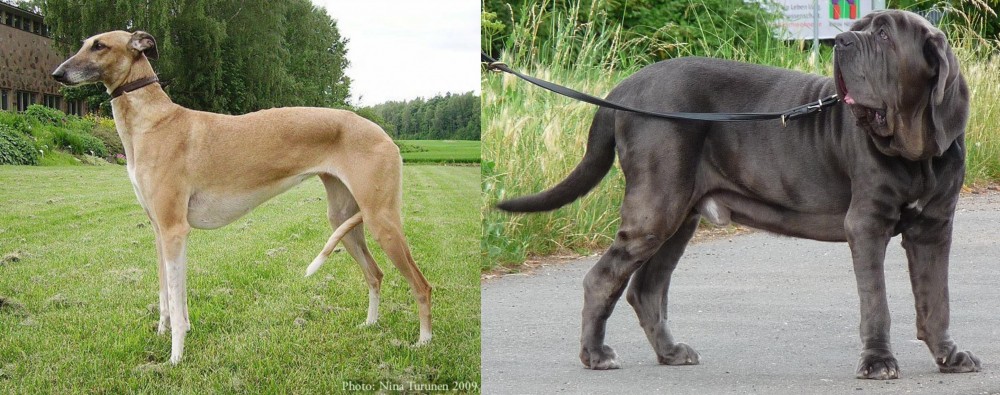 Neapolitan Mastiff vs Hortaya Borzaya - Breed Comparison