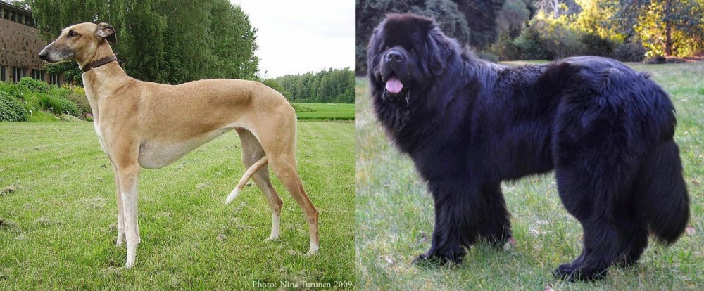 Newfoundland Dog vs Hortaya Borzaya - Breed Comparison