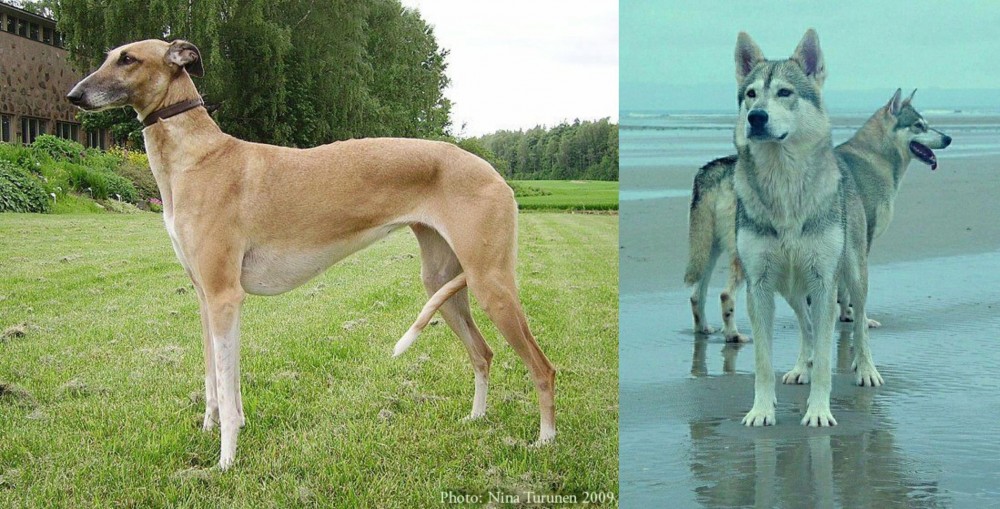 Northern Inuit Dog vs Hortaya Borzaya - Breed Comparison