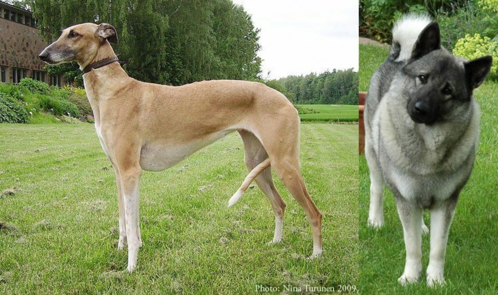 Norwegian Elkhound vs Hortaya Borzaya - Breed Comparison