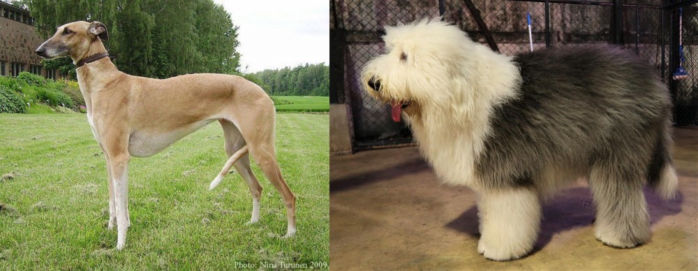 Old English Sheepdog vs Hortaya Borzaya - Breed Comparison