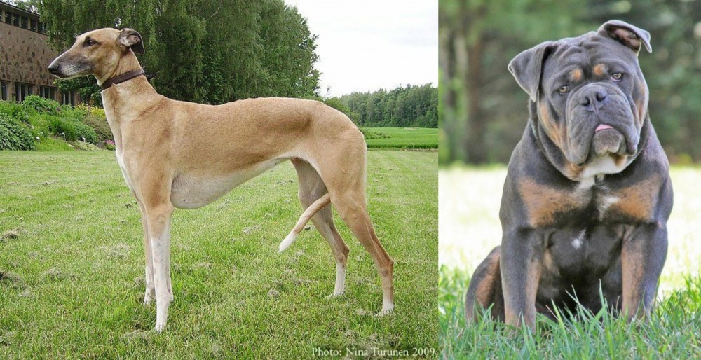 Olde English Bulldogge vs Hortaya Borzaya - Breed Comparison