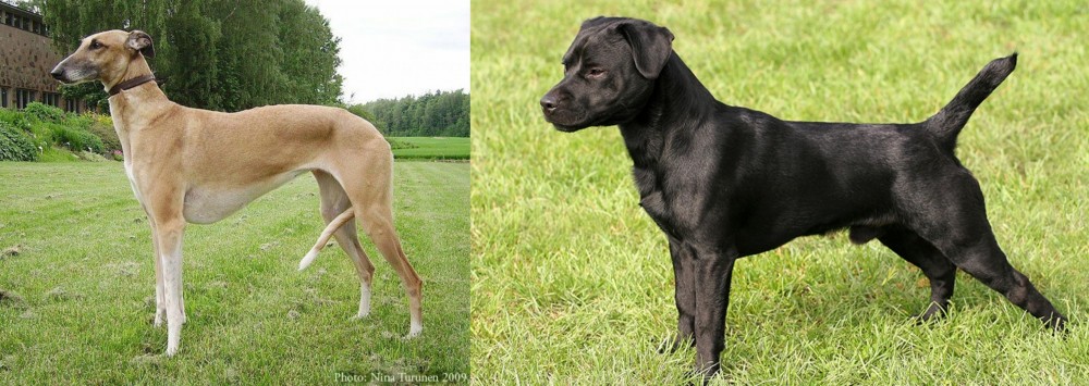 Patterdale Terrier vs Hortaya Borzaya - Breed Comparison