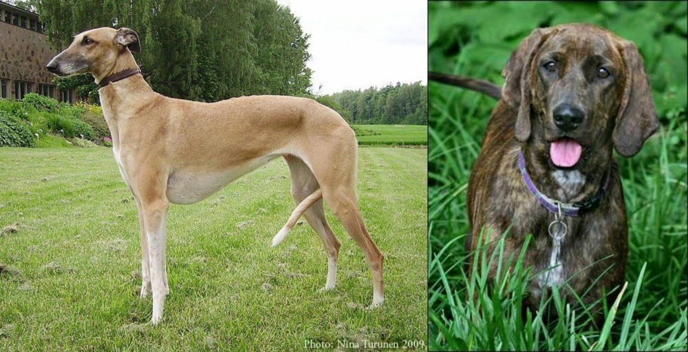 Plott Hound vs Hortaya Borzaya - Breed Comparison