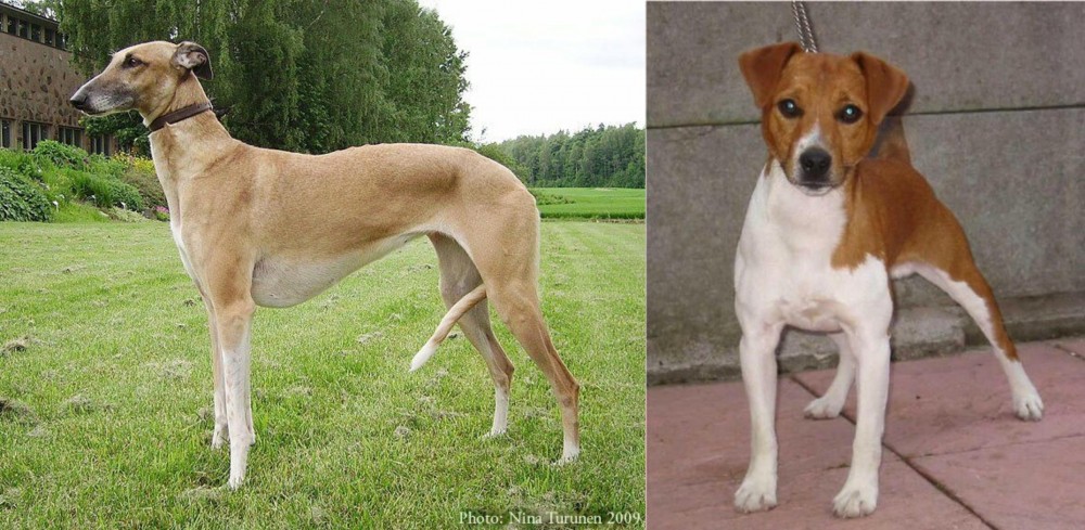 Plummer Terrier vs Hortaya Borzaya - Breed Comparison