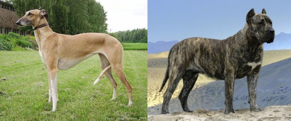 Presa Canario vs Hortaya Borzaya - Breed Comparison
