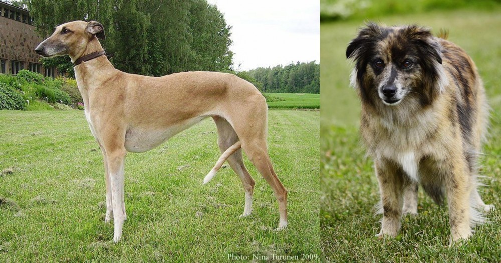 Pyrenean Shepherd vs Hortaya Borzaya - Breed Comparison