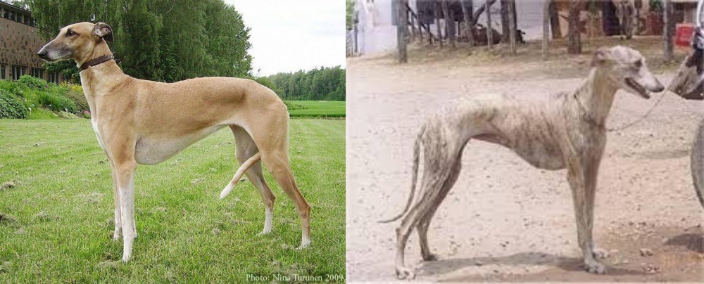 Rampur Greyhound vs Hortaya Borzaya - Breed Comparison