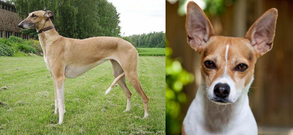 Rat Terrier vs Hortaya Borzaya - Breed Comparison