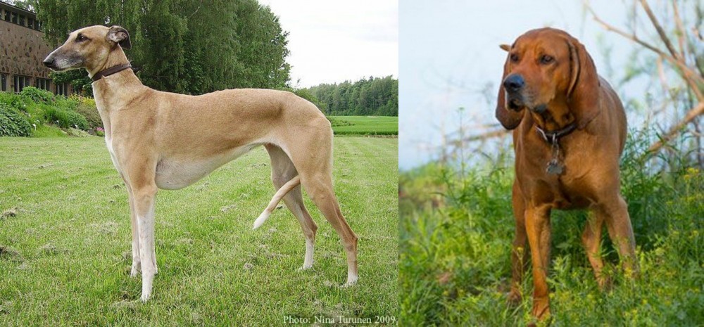 Redbone Coonhound vs Hortaya Borzaya - Breed Comparison