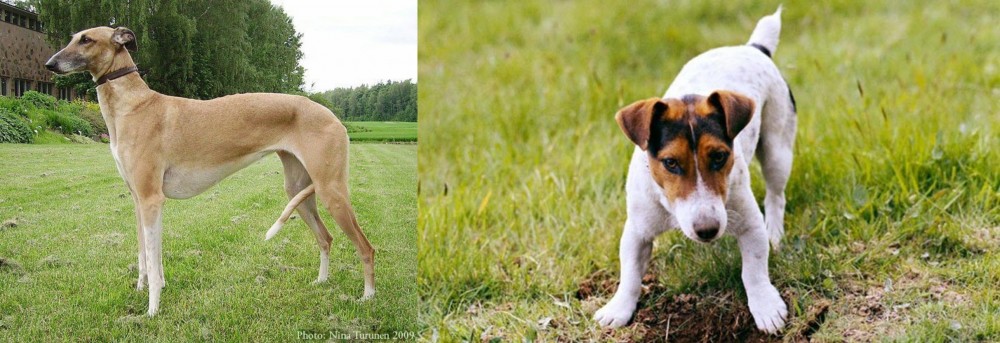 Russell Terrier vs Hortaya Borzaya - Breed Comparison