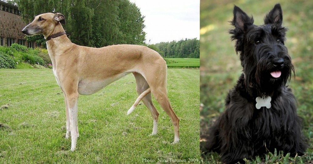 Scoland Terrier vs Hortaya Borzaya - Breed Comparison