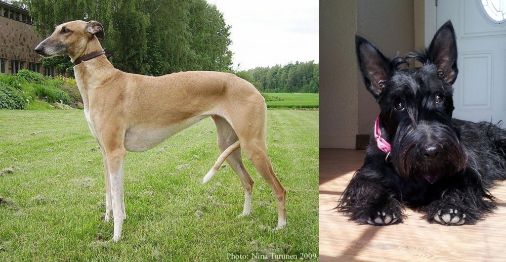 Scottish Terrier vs Hortaya Borzaya - Breed Comparison
