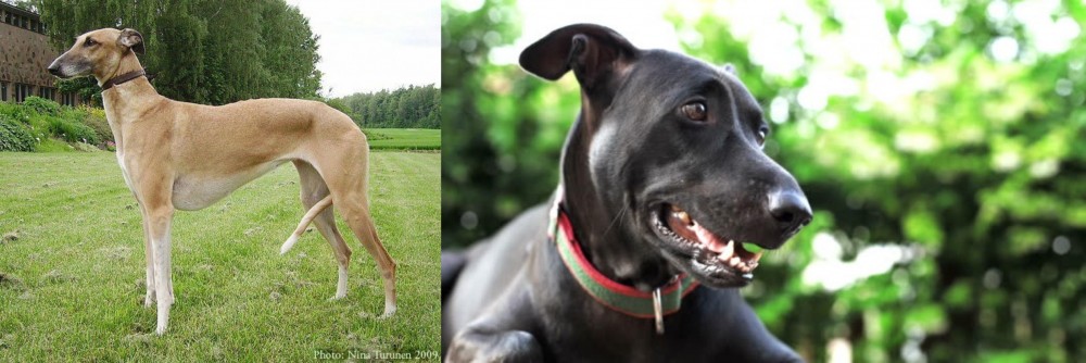 Shepard Labrador vs Hortaya Borzaya - Breed Comparison