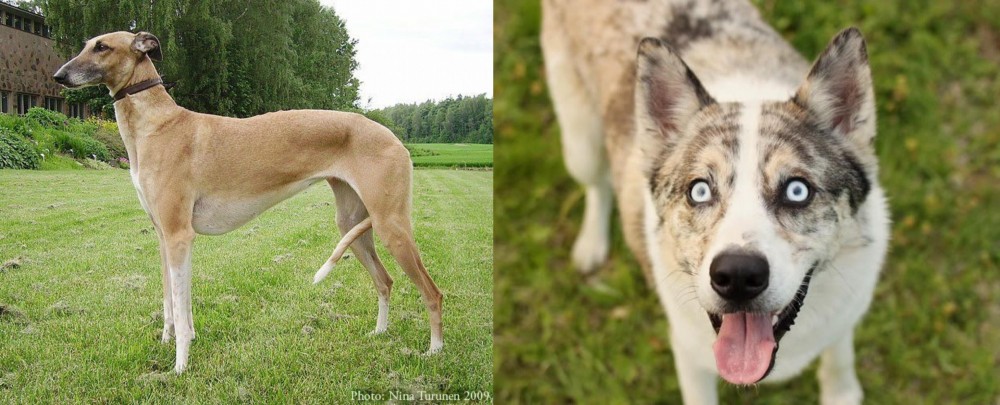 Shepherd Husky vs Hortaya Borzaya - Breed Comparison