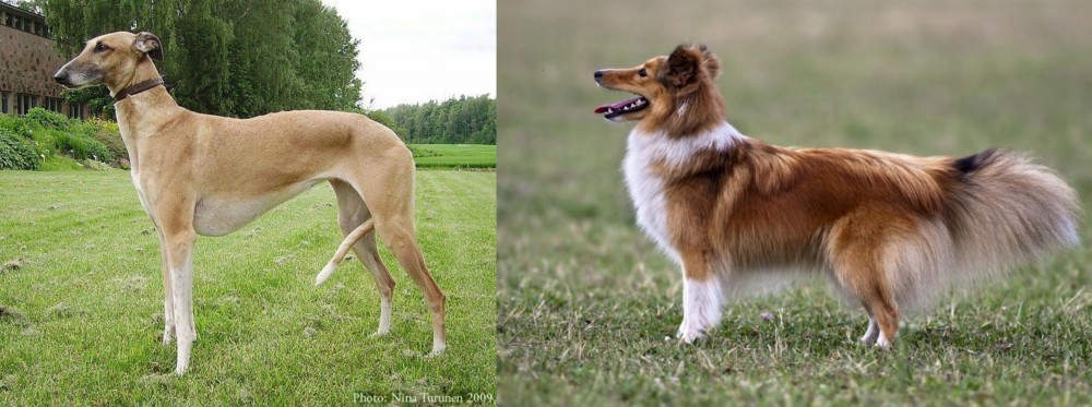 Shetland Sheepdog vs Hortaya Borzaya - Breed Comparison