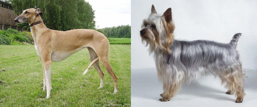 Silky Terrier vs Hortaya Borzaya - Breed Comparison