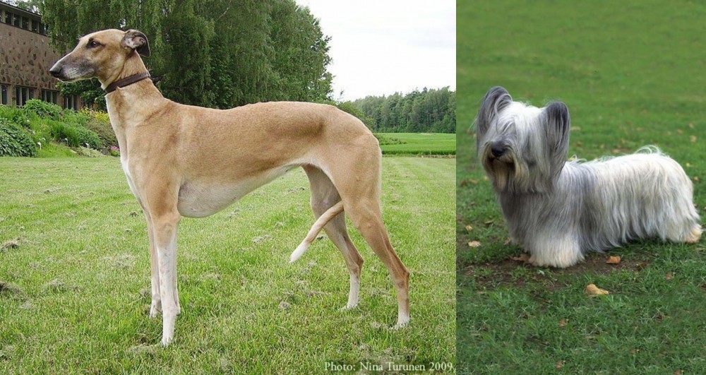 Skye Terrier vs Hortaya Borzaya - Breed Comparison