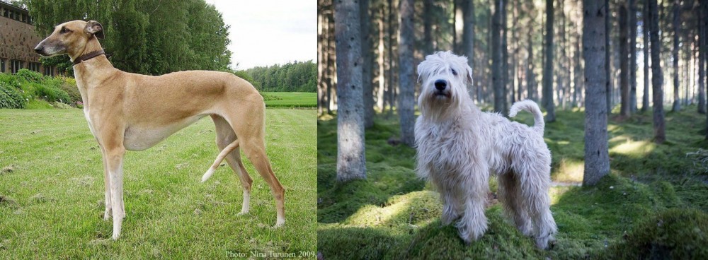 Soft-Coated Wheaten Terrier vs Hortaya Borzaya - Breed Comparison