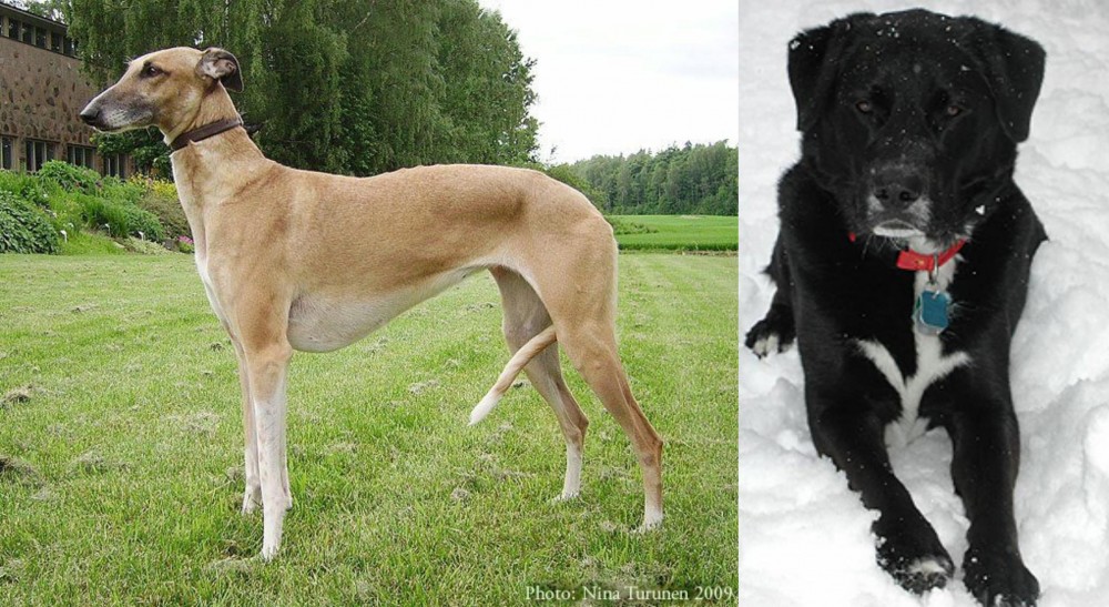 St. John's Water Dog vs Hortaya Borzaya - Breed Comparison
