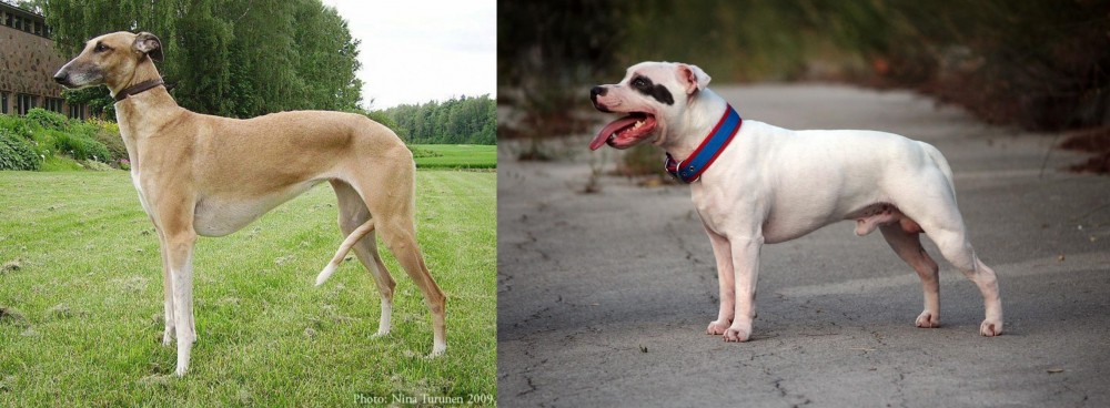 Staffordshire Bull Terrier vs Hortaya Borzaya - Breed Comparison