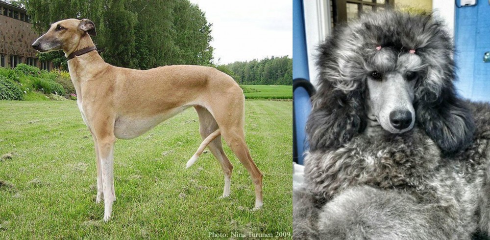Standard Poodle vs Hortaya Borzaya - Breed Comparison
