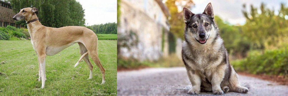 Swedish Vallhund vs Hortaya Borzaya - Breed Comparison