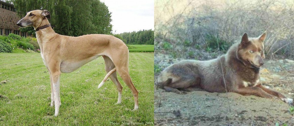 Tahltan Bear Dog vs Hortaya Borzaya - Breed Comparison