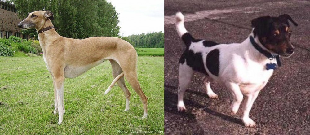 Teddy Roosevelt Terrier vs Hortaya Borzaya - Breed Comparison