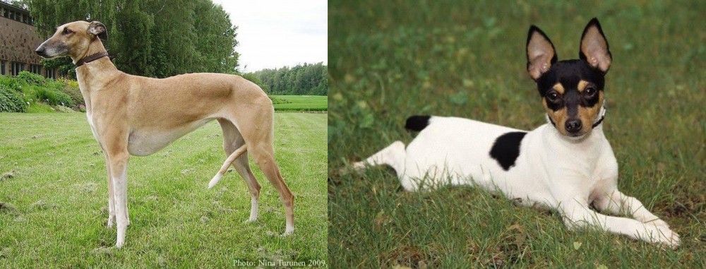 Toy Fox Terrier vs Hortaya Borzaya - Breed Comparison