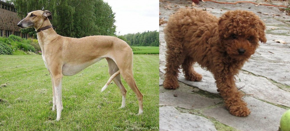 Toy Poodle vs Hortaya Borzaya - Breed Comparison