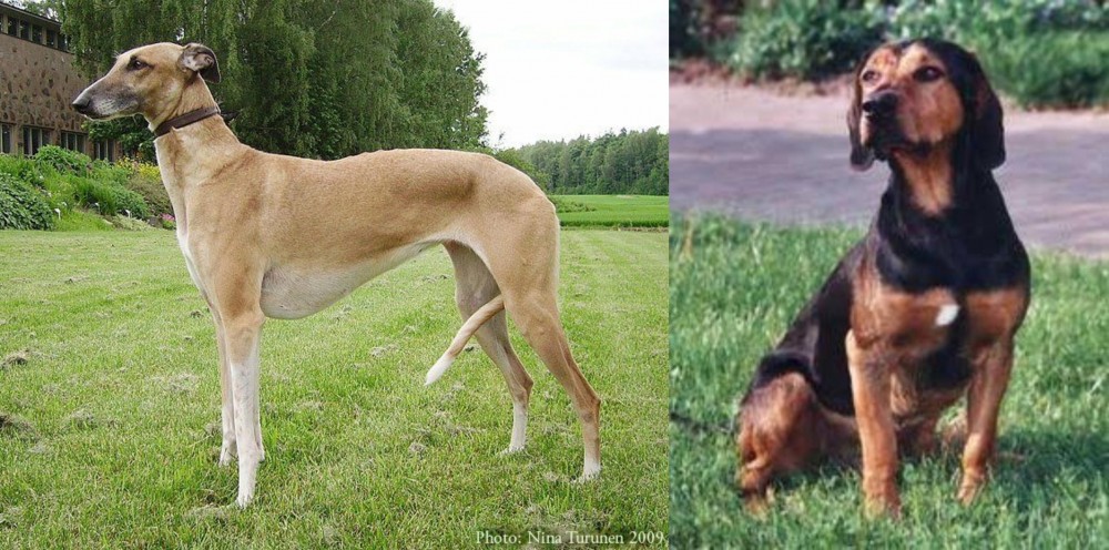 Tyrolean Hound vs Hortaya Borzaya - Breed Comparison