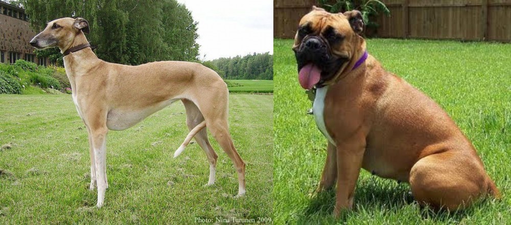 Valley Bulldog vs Hortaya Borzaya - Breed Comparison