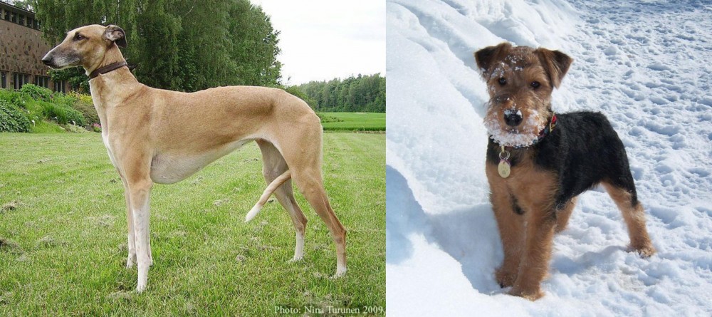 Welsh Terrier vs Hortaya Borzaya - Breed Comparison