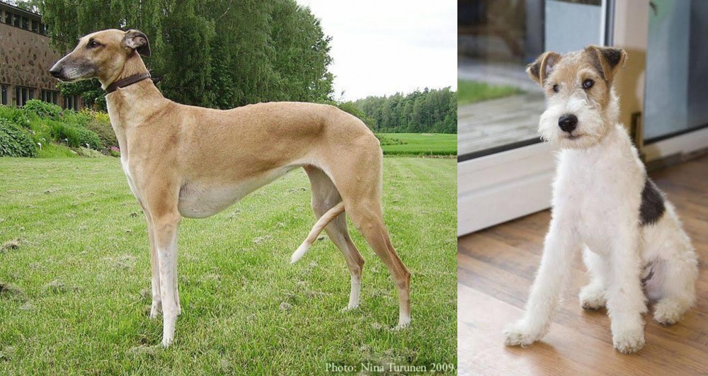 Wire Fox Terrier vs Hortaya Borzaya - Breed Comparison