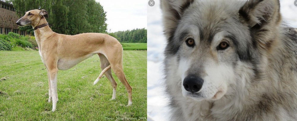 Wolfdog vs Hortaya Borzaya - Breed Comparison