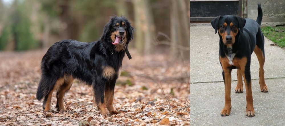 Hungarian Hound vs Hovawart - Breed Comparison