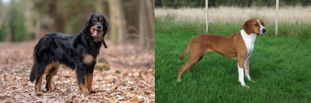 Hygenhund vs Hovawart - Breed Comparison
