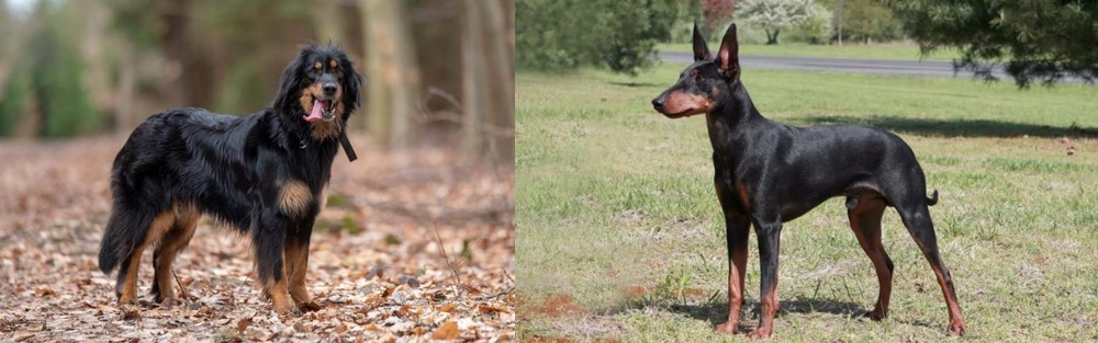 Manchester Terrier vs Hovawart - Breed Comparison