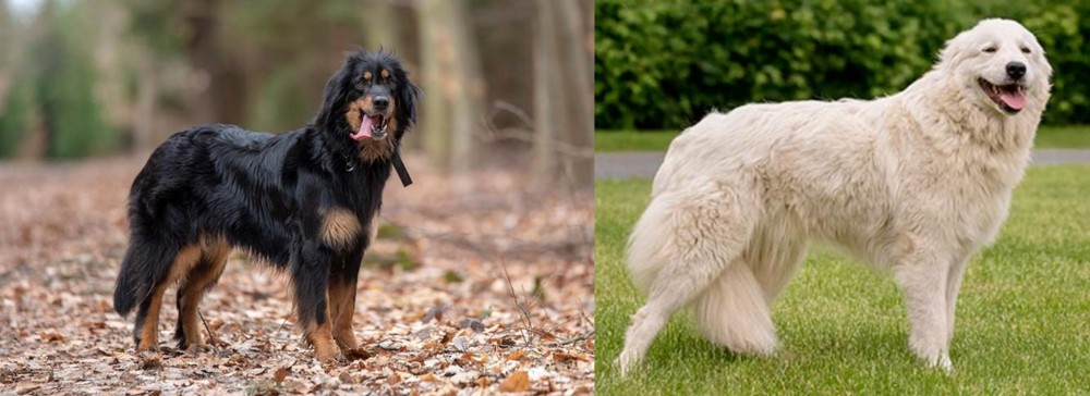 Maremma Sheepdog vs Hovawart - Breed Comparison